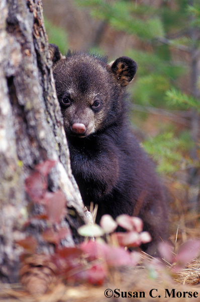 Bear cub peeking out from behind a tree